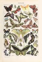 Papillon Poster Papillon Poster